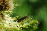thumbnails/077-Trichoptera,_2012_08_19--10-12-03.jpeg.small.jpeg